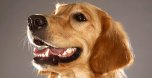 Čistenie zubného kameňa u psov ultrazvukom. Bez narkózy a spoľahlivo